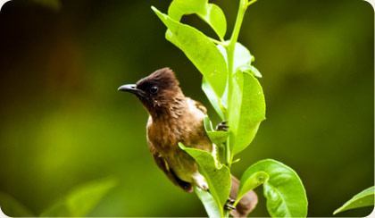 Pilanesberg Black-eyed Bulbul Image