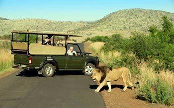 Pilanesberg Game Drives